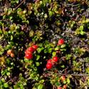 Vaccinium vitis-idaea. Red berries.
